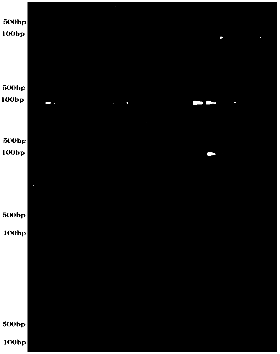 Specific SS-COI (species-specific-COI) primer based PCR rapid detection method for Frankliniella intonsa