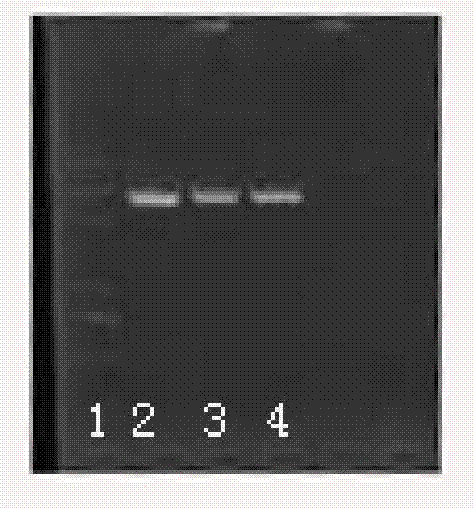 Related protein at early blossoming stage of rice as well as encoding gene thereof