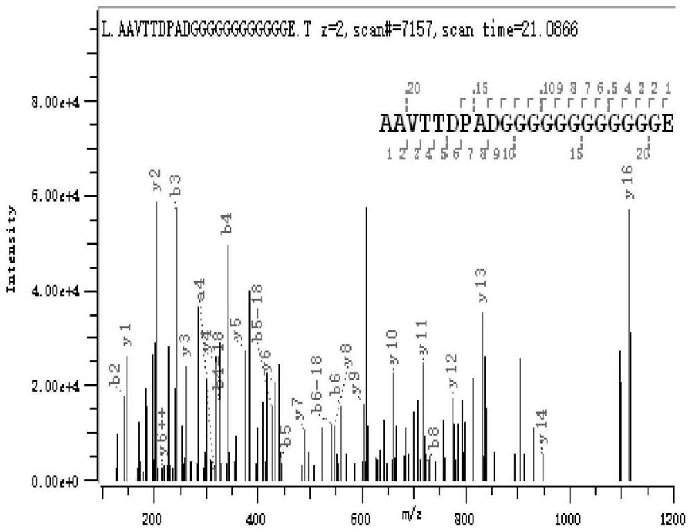 Preparation method and application of halophilic archaea extracellular protease truncation