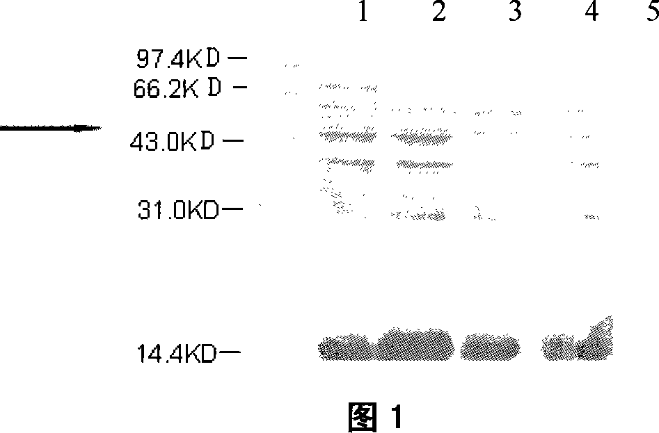 Derivational expression method of glucose polycytidylate enzyme in expression system of lactobacillus casei