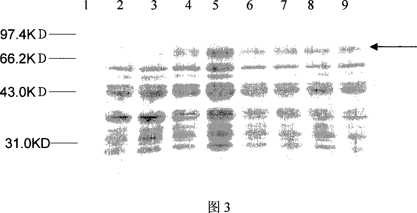 Derivational expression method of glucose polycytidylate enzyme in expression system of lactobacillus casei