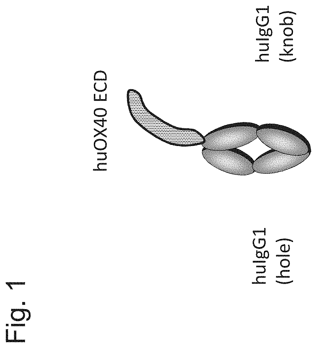 Bispecific antigen binding molecule for a costimulatory TNF receptor