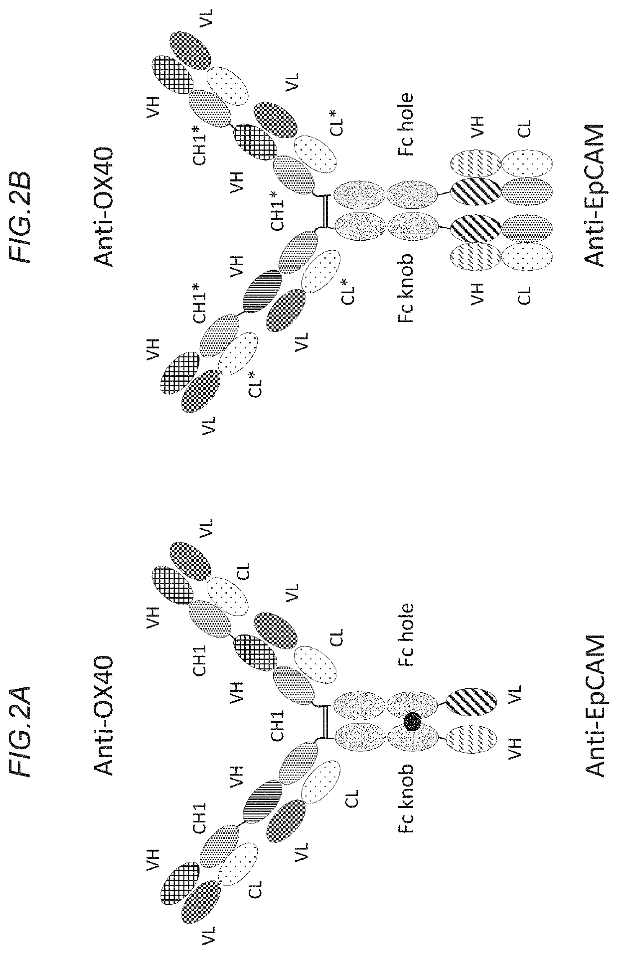 Bispecific antigen binding molecule for a costimulatory TNF receptor