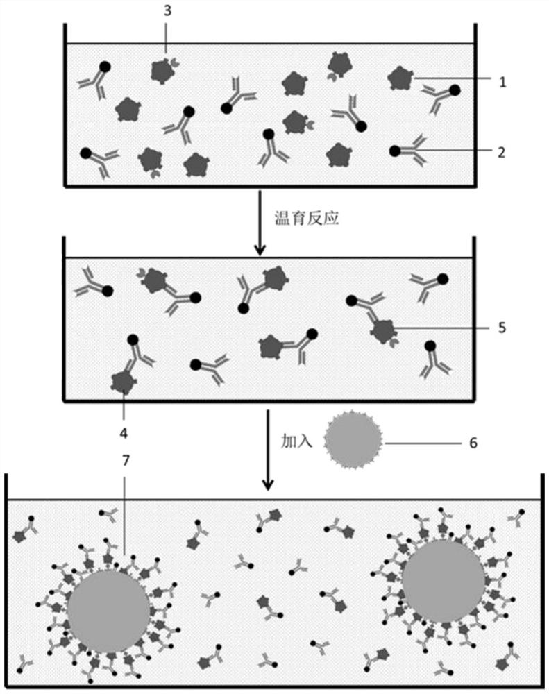 A metal ion-labeled immunoreaction double-pulse detection method