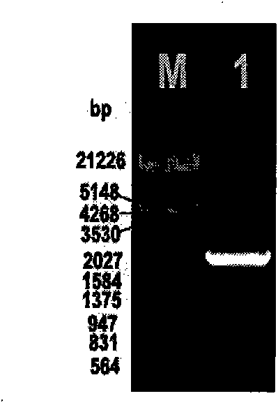 Isoarborinol synthesis related protein, and coding gene and application thereof