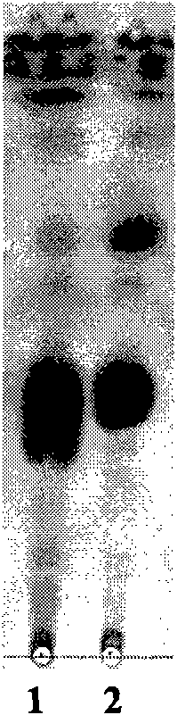 Isoarborinol synthesis related protein, and coding gene and application thereof