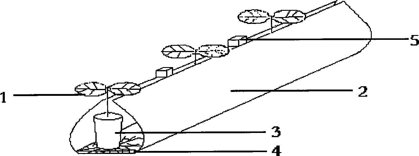 Soilless capillary hydroponics rearing system