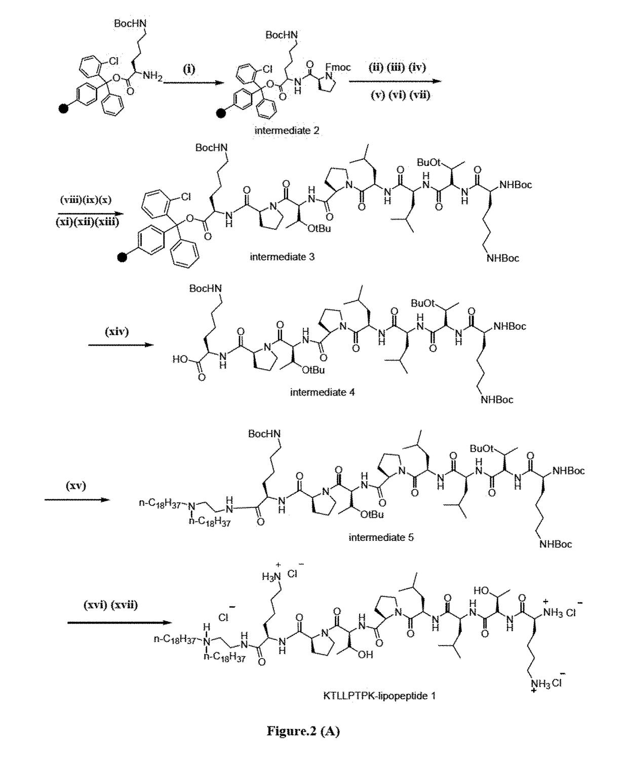 Method for regressing pancreatic tumor by a liposomal formulation along with DNA vaccines