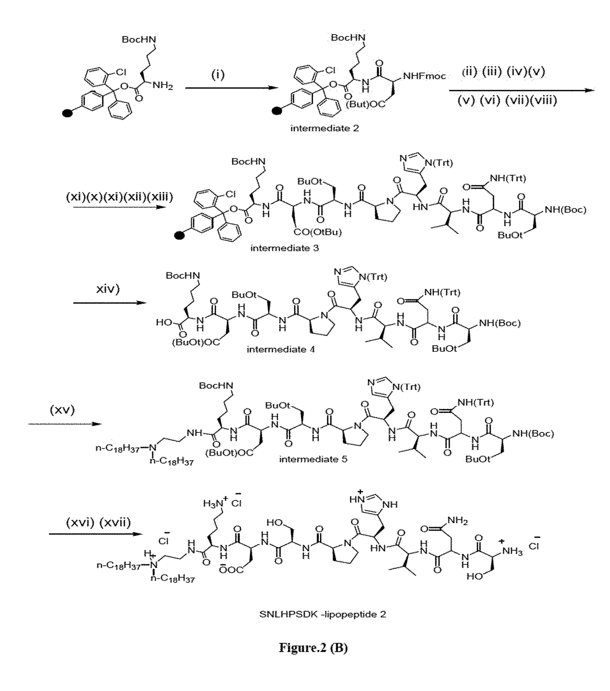 Method for regressing pancreatic tumor by a liposomal formulation along with DNA vaccines