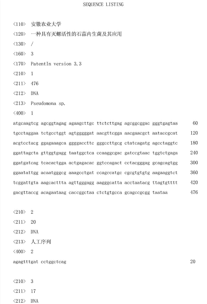 Lycoris radiata endophyte with snail killing activity and application thereof