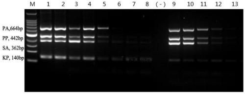 Method for detecting various microorganisms by integrated multiple nest type PCR one-step method