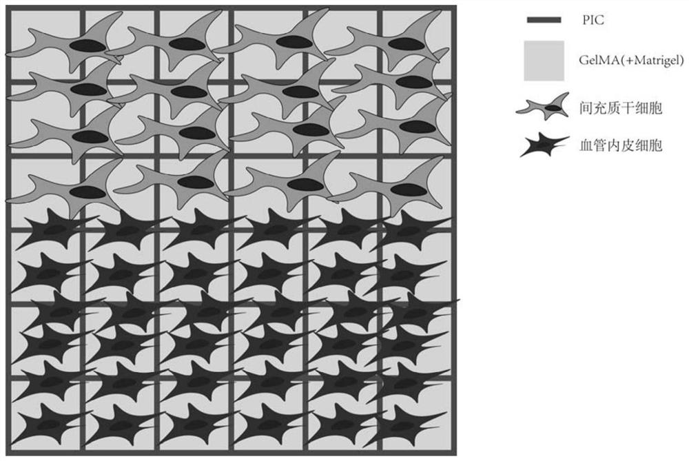 A kind of tissue engineered bone based on multilayer cell grid and its preparation method