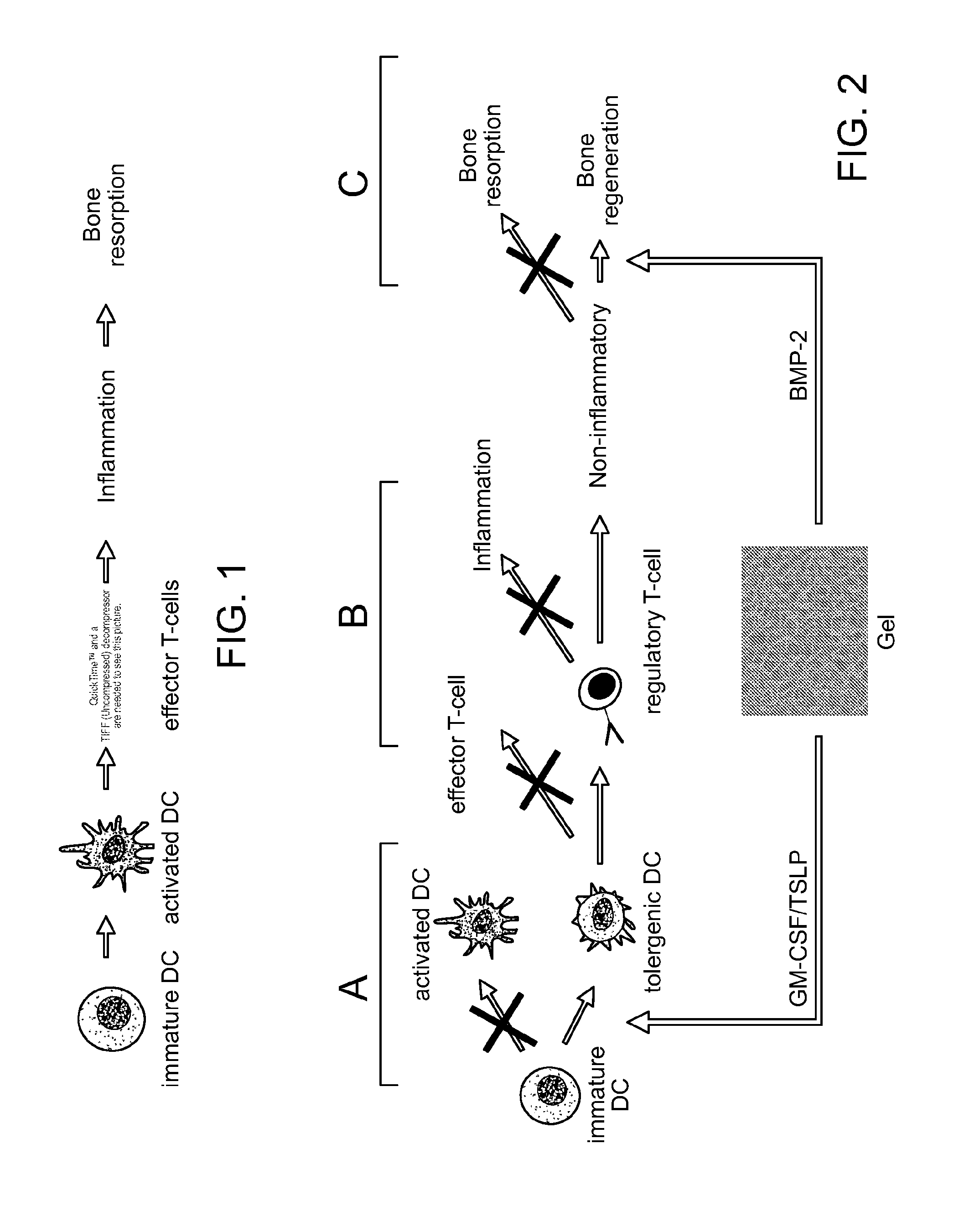 Programming of cells for tolerogenic therapies