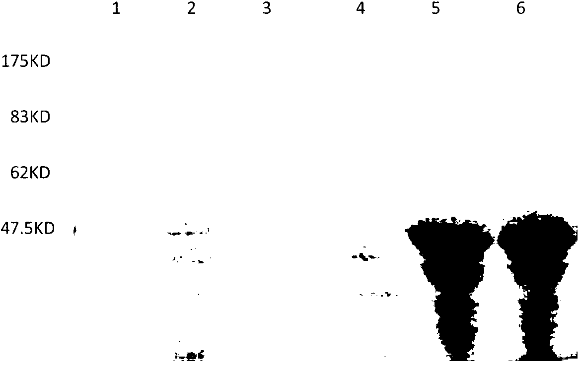 Application of siniperca chuatsi ISKNV (Infectious Spleen and Kidney Necrosis Virus) ORF093 protein