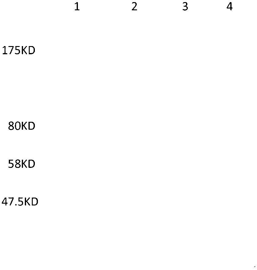 Application of siniperca chuatsi ISKNV (Infectious Spleen and Kidney Necrosis Virus) ORF093 protein