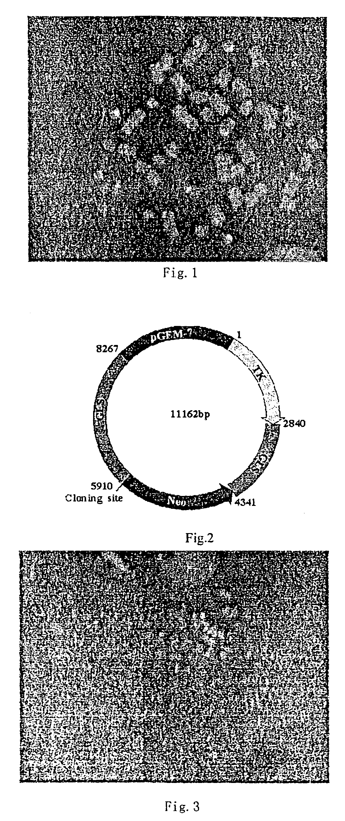 Human source leading sequence, gene vector and gene expression strategy