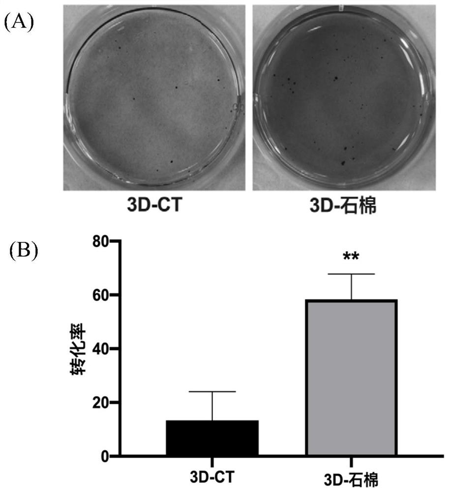 Mouse embryo fibroblast malignant transformant and application thereof