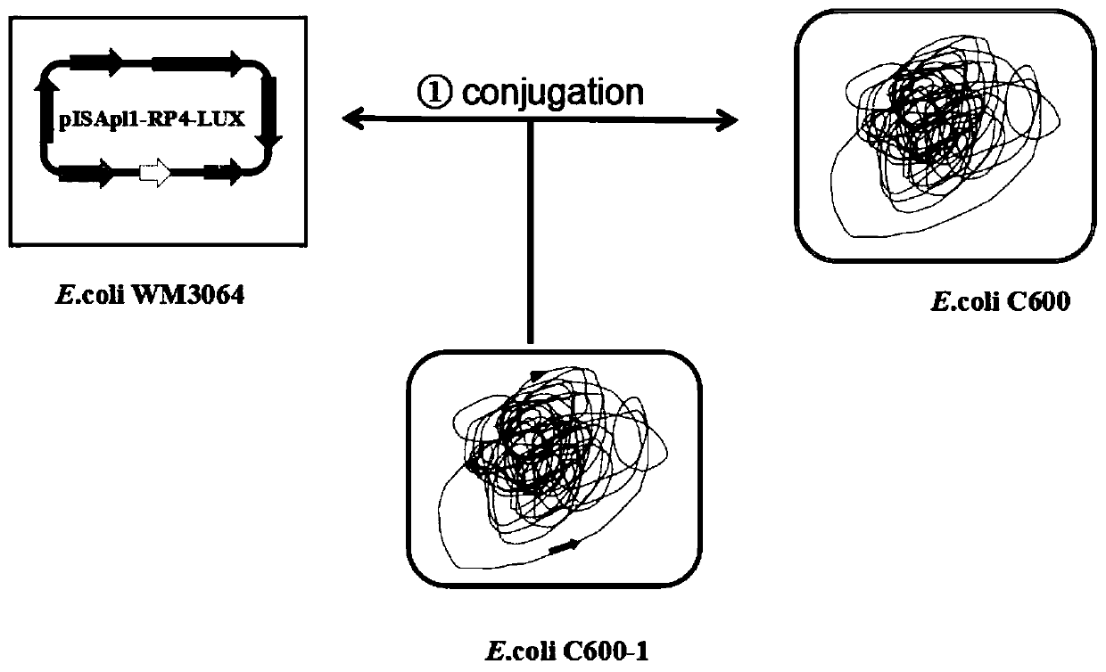 Fluorescent strain E. coli C600 and construction method and application thereof