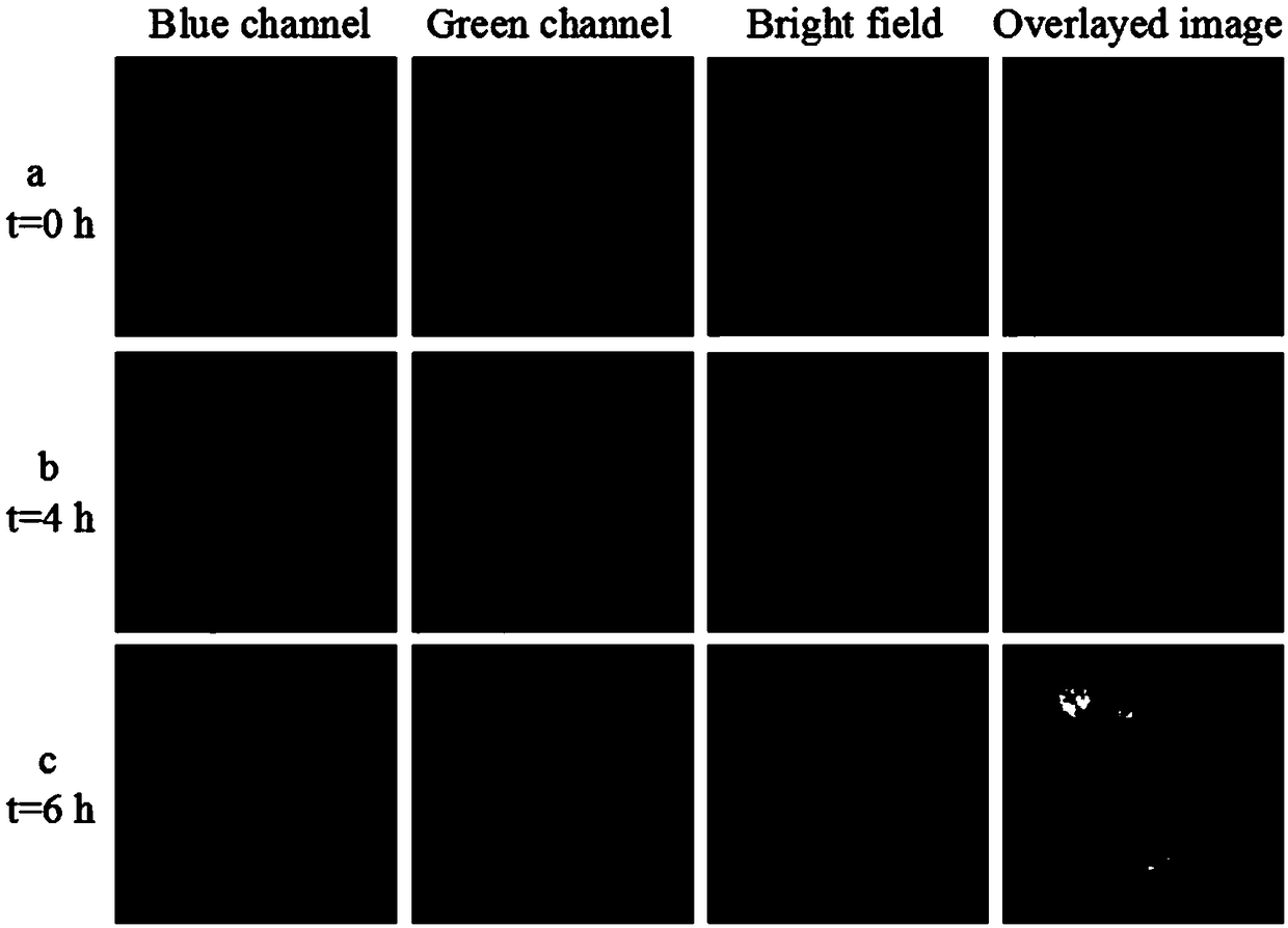 Targeted photodynamic nano probe based on upconversion nano particles and ultrathin silicon dioxide layer