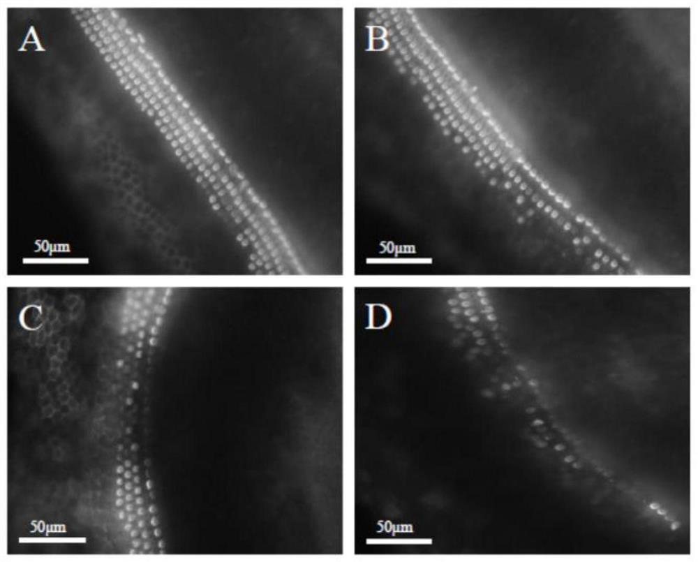 A method for in vitro isolation and culture of inner ear hair cells