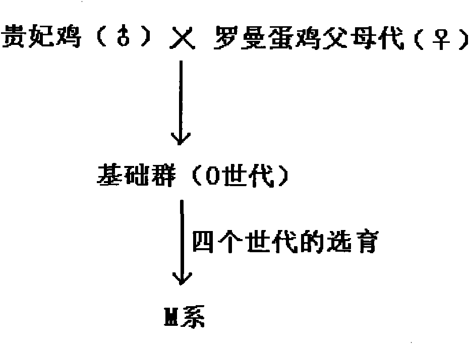 Cultivation method of high-yield native laying chicken