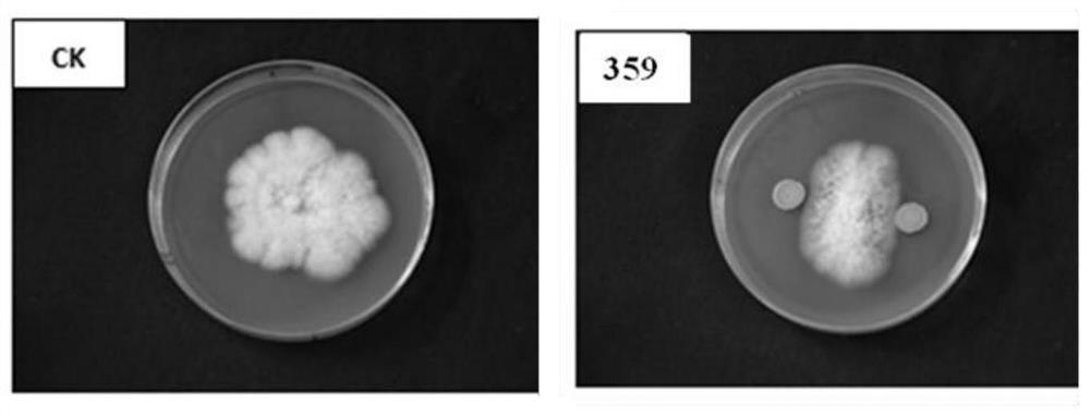 Bacillus velezensis as well as application and preparation thereof