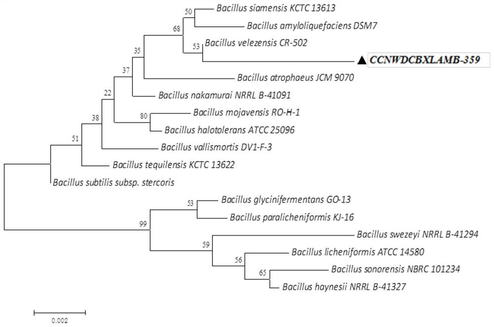 Bacillus velezensis as well as application and preparation thereof