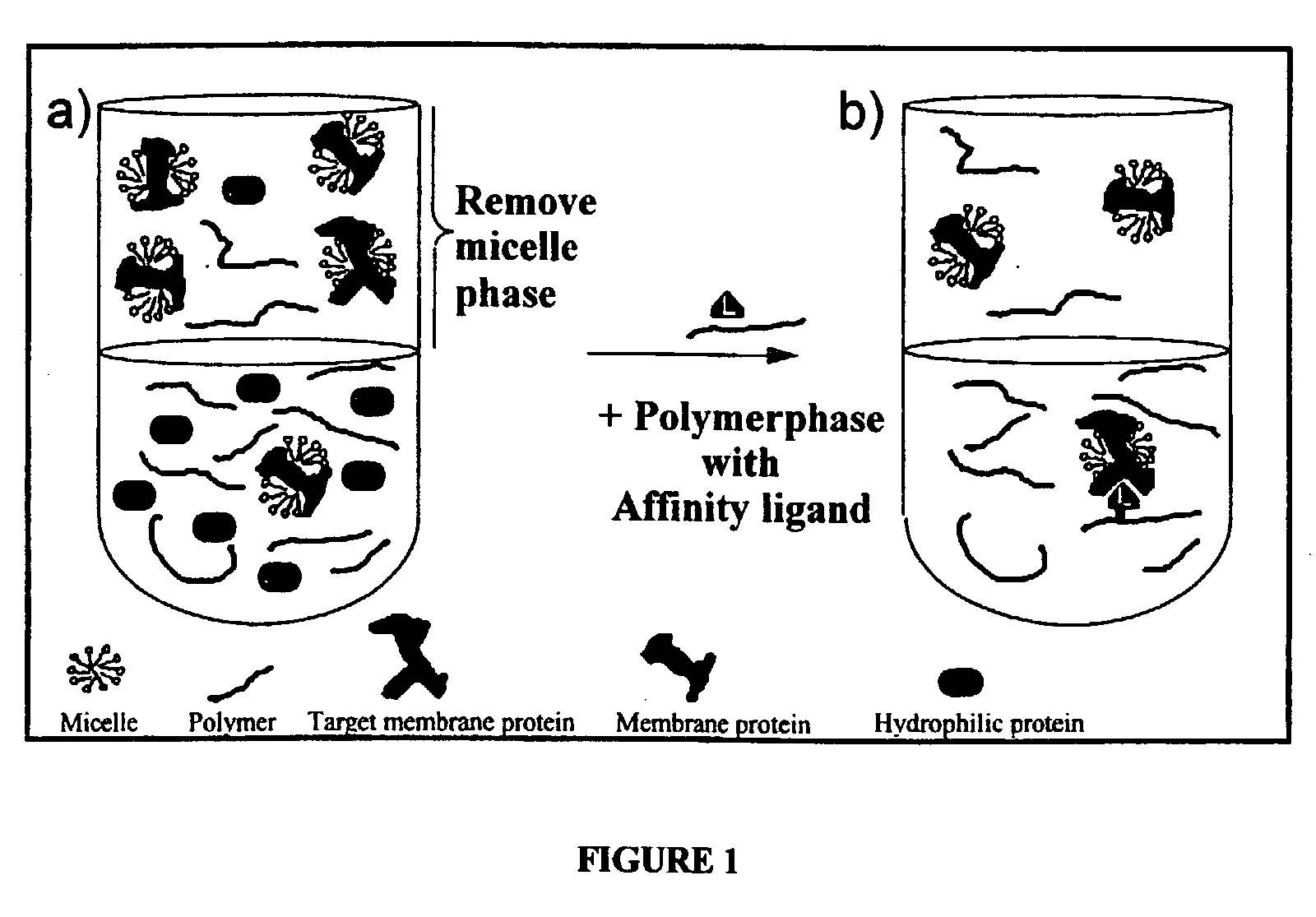 Method for the isolation of hydrophobic proteins