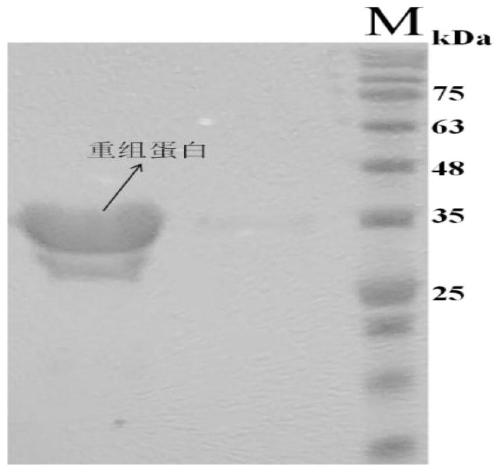 Preparation method of liraglutide intermediate polypeptide by genetic recombination