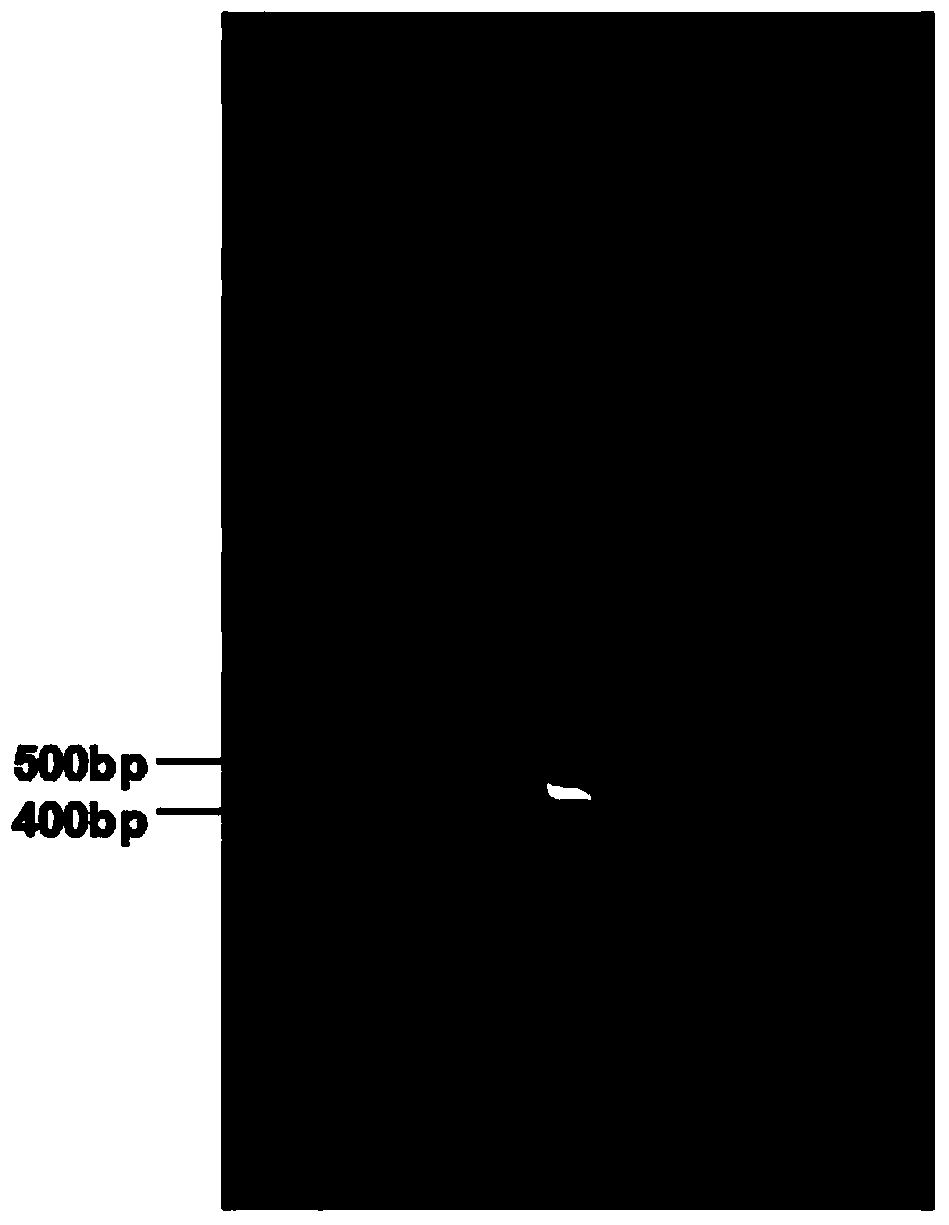 Method for carrying out high-throughput sequencing on TCR (T cell receptor) or BCR (B cell receptor) and method for correcting multiplex PCR (polymerase chain reaction) primer deviation by utilizing tag sequences