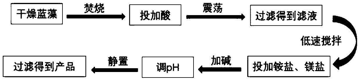 Method for recovering phosphorus in blue-green algae in struvite form