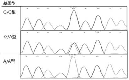 Application of ncoa1 gene snp site and its kit