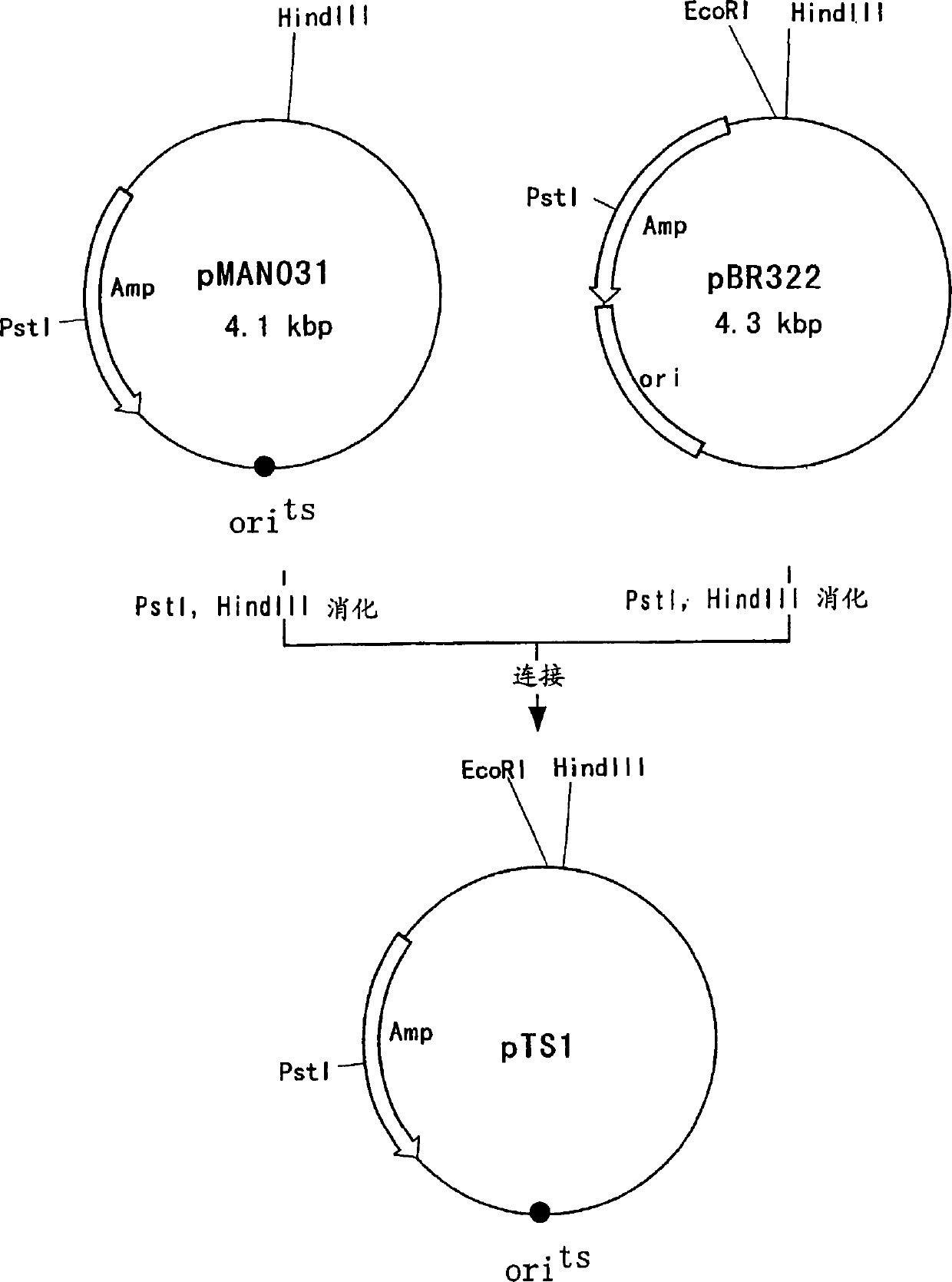 An L-amino acid-producing bacterium and a method for producing an L-amino acid