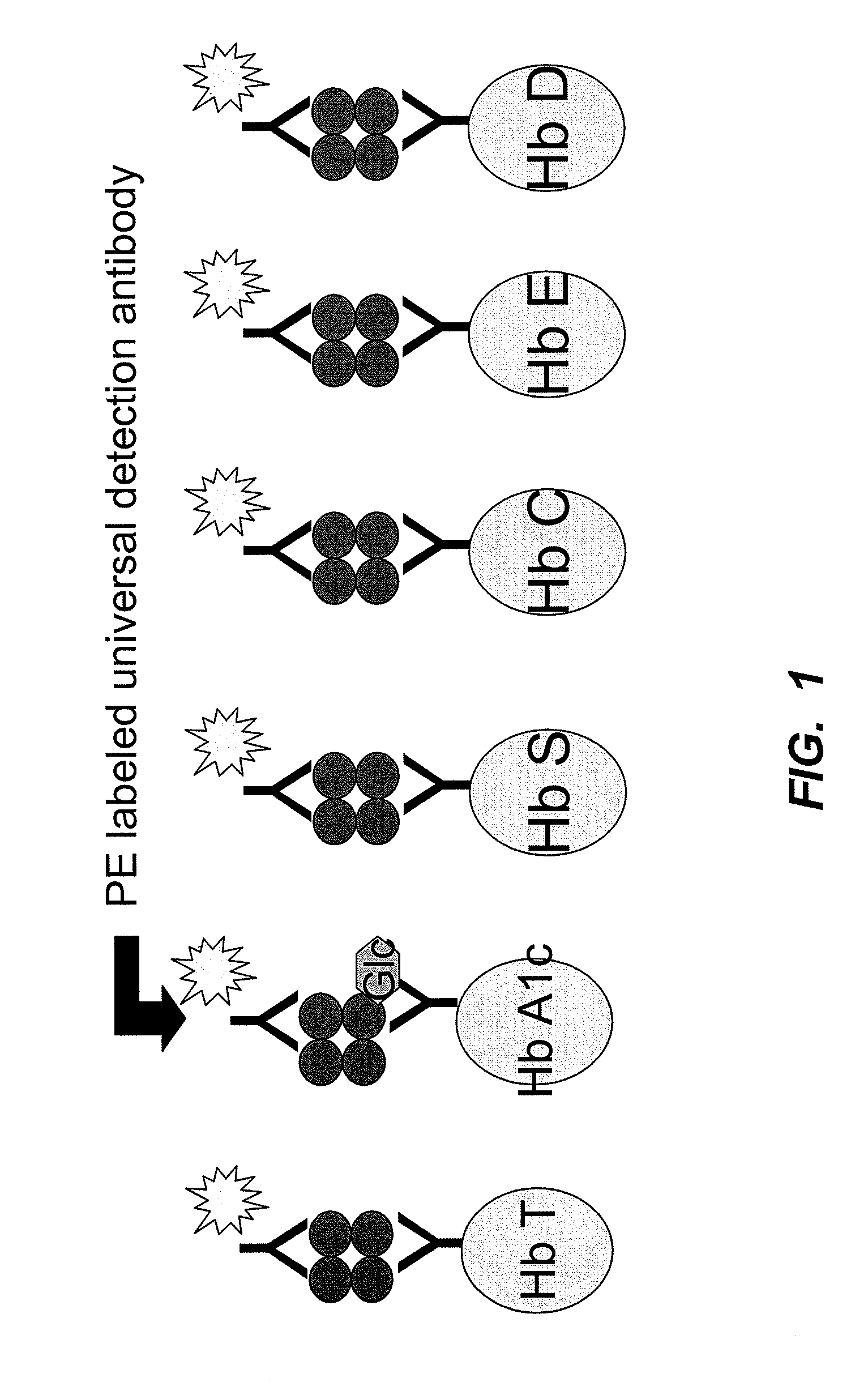 Multiplex immunoassays for hemoglobin, hemoglobin variants, and glycated forms