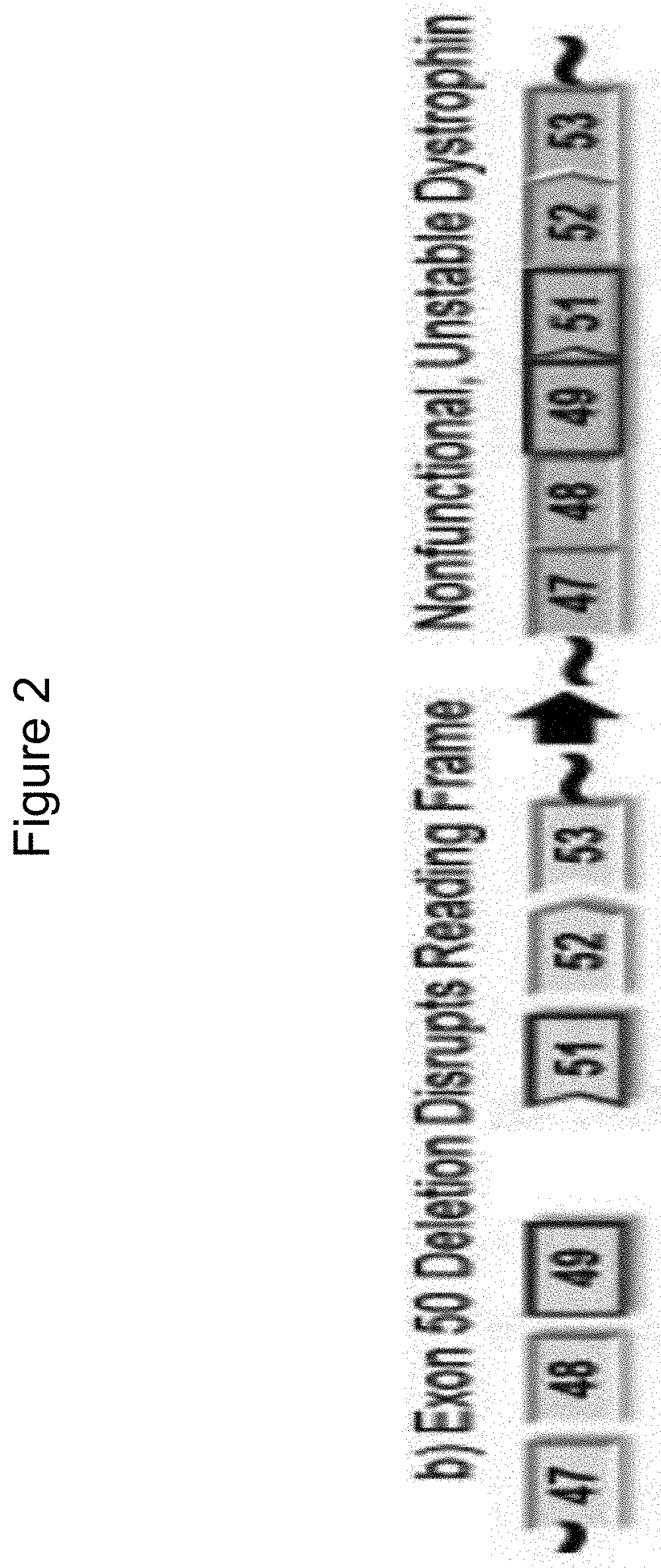 Exon skipping oligomer conjugates for muscular dystrophy