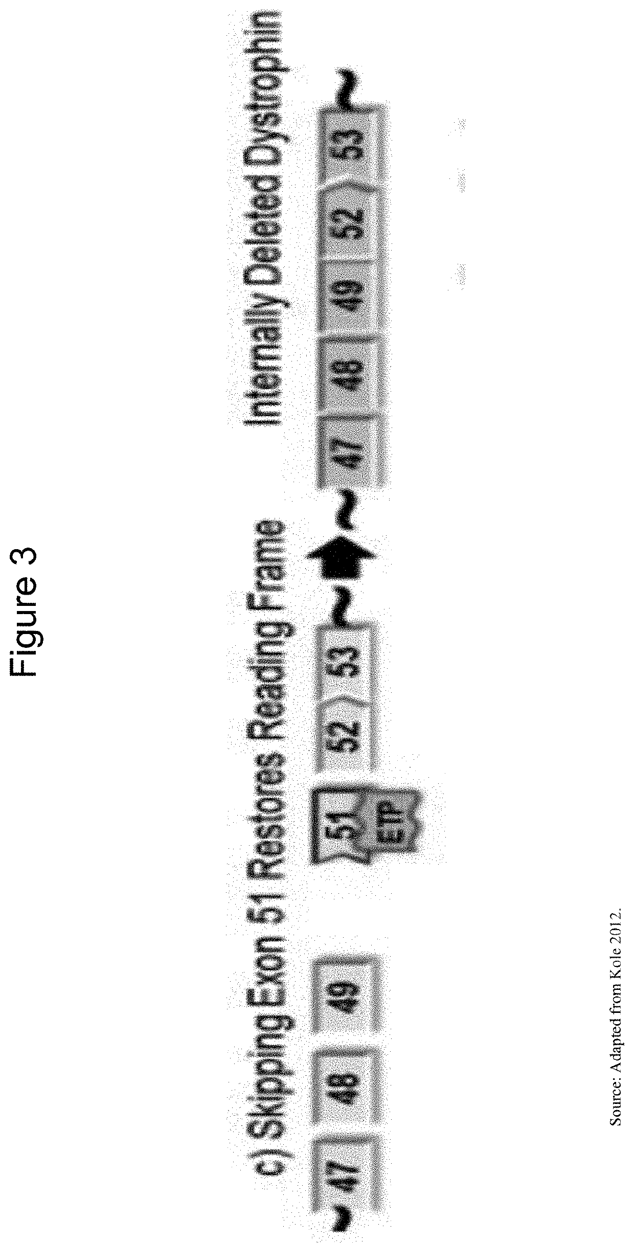 Exon skipping oligomer conjugates for muscular dystrophy