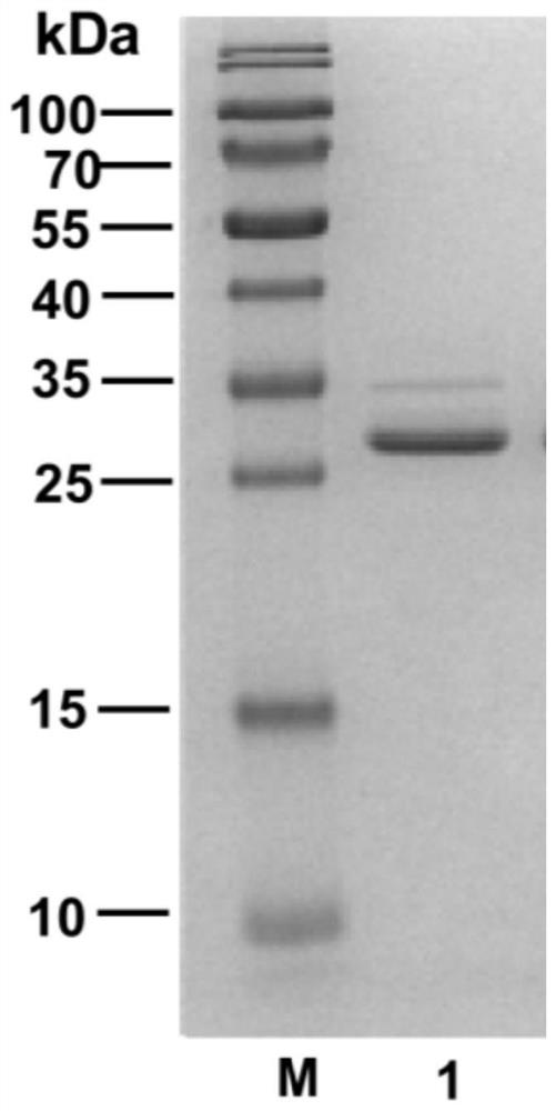 Fibrinolytic active protein, preparation method and application thereof, pharmaceutical composition and nucleic acid encoding protein