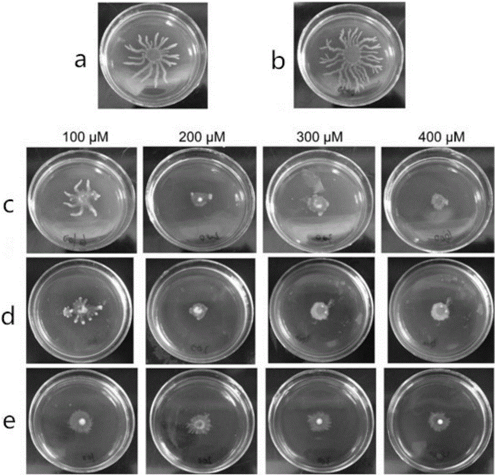 Application of stilbene compounds in inhibiting pseudomonas aeruginosa quorum sensing system