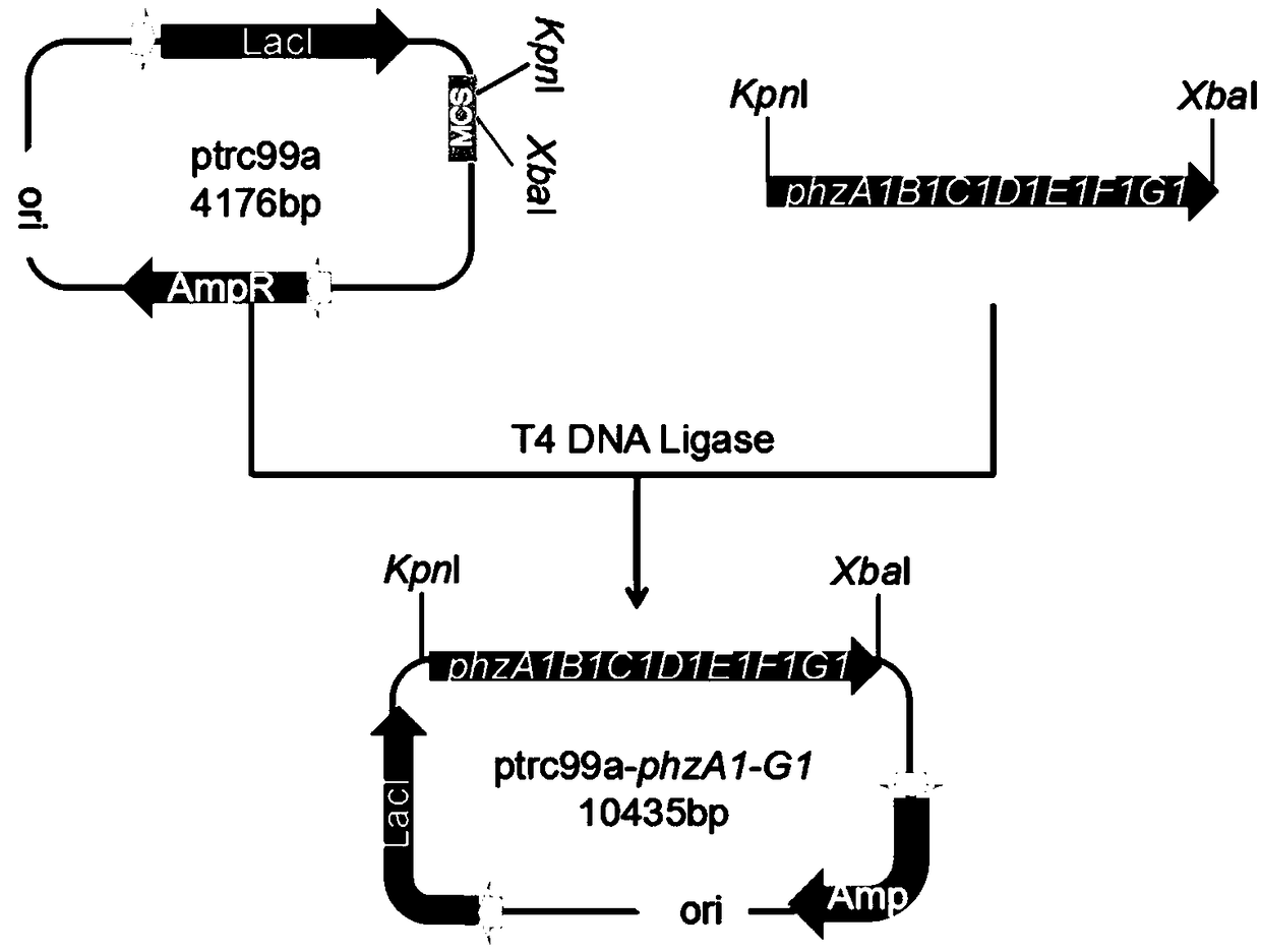 Recombinant escherichia coli and construction method and application thereof