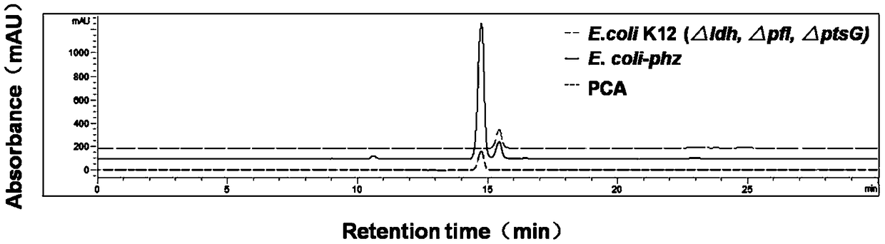 Recombinant escherichia coli and construction method and application thereof