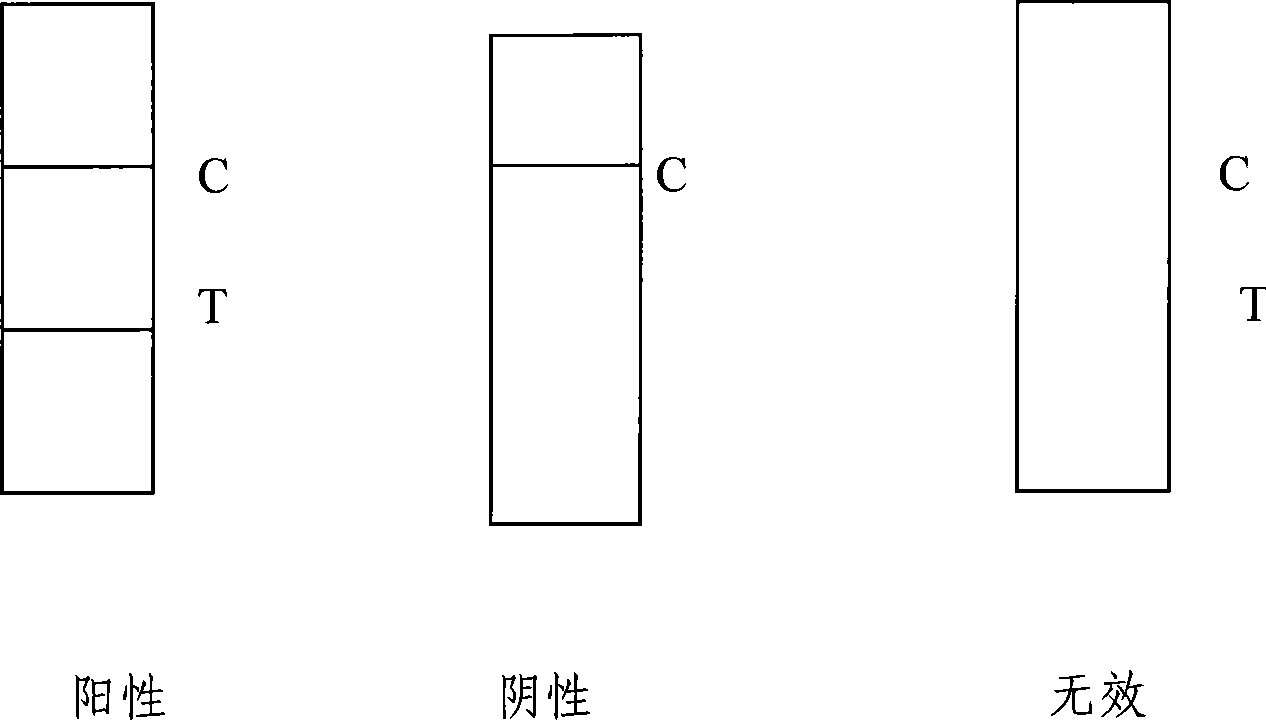 Test strip for rapid detection of brucella