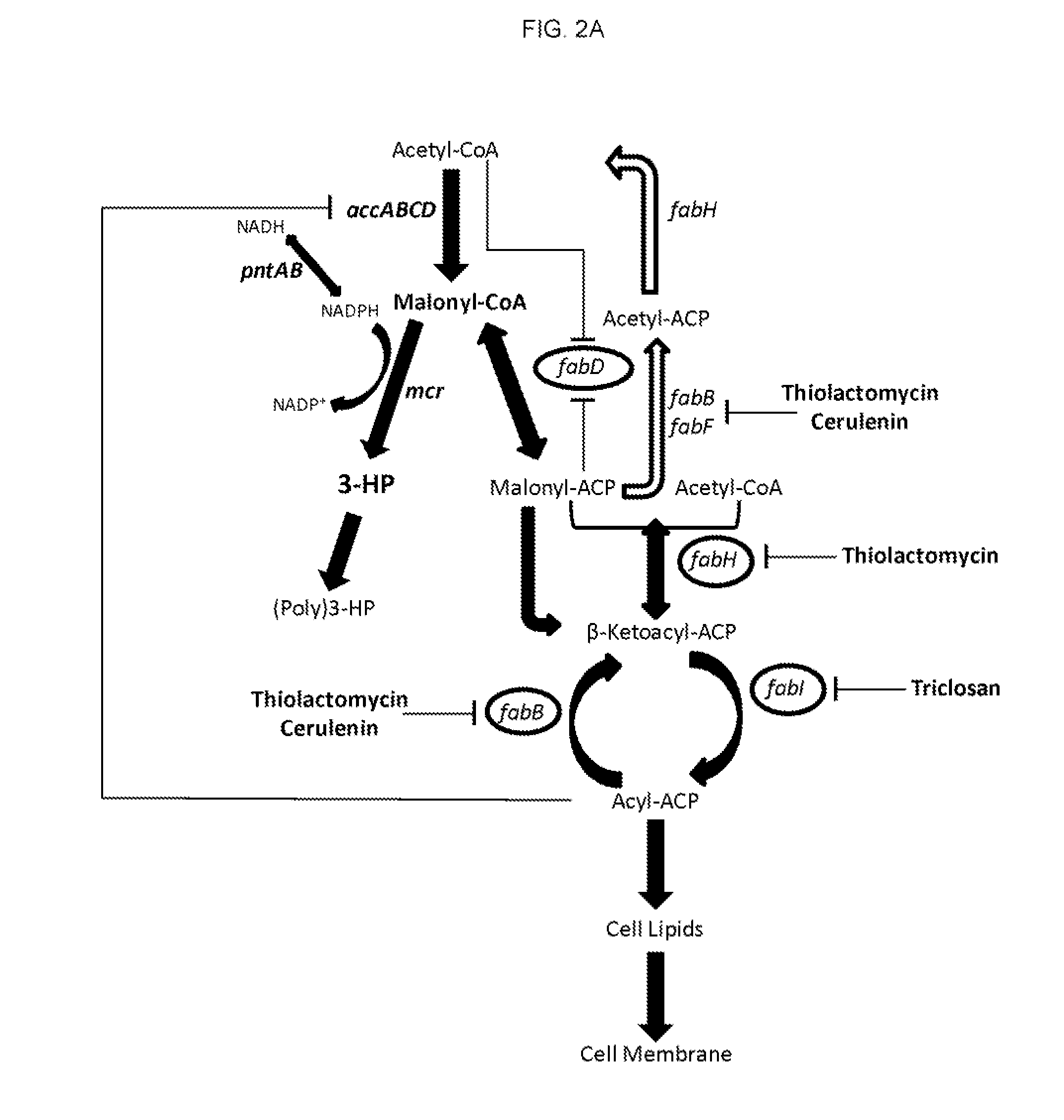 Methods for producing 3-hydroxypropionic acid and other products