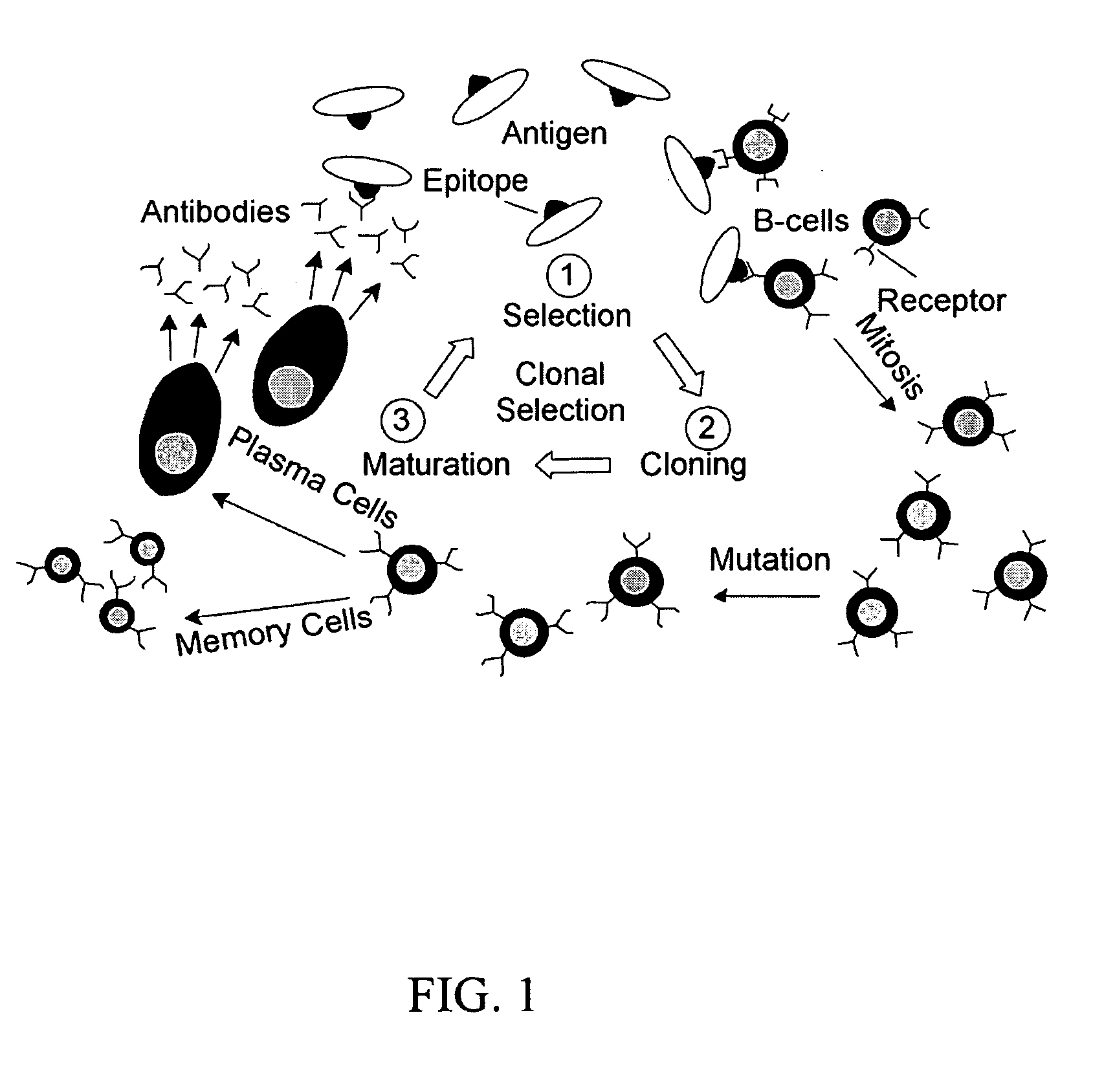 Artificial immune system approach for airborne vehicle maneuvering