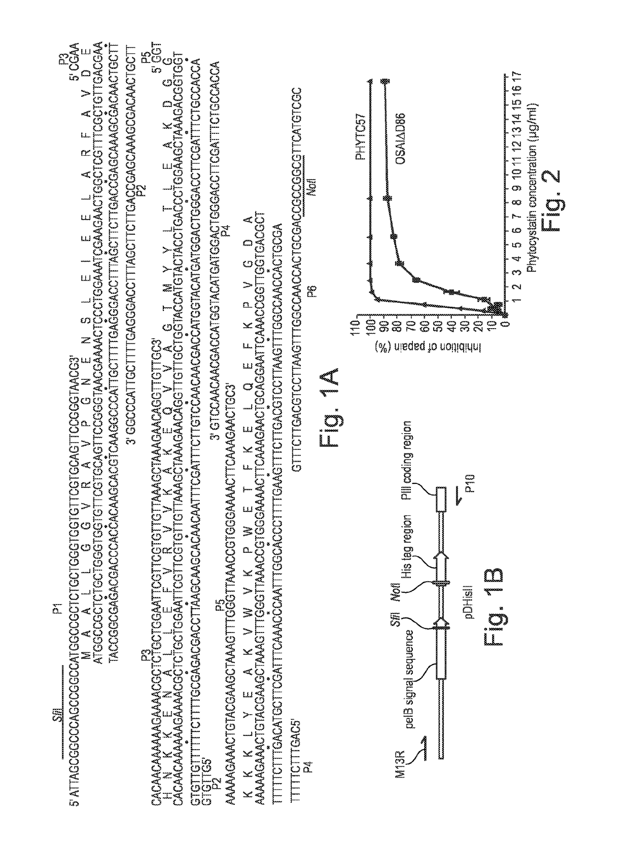 Scaffold proteins derived from plant cystatins