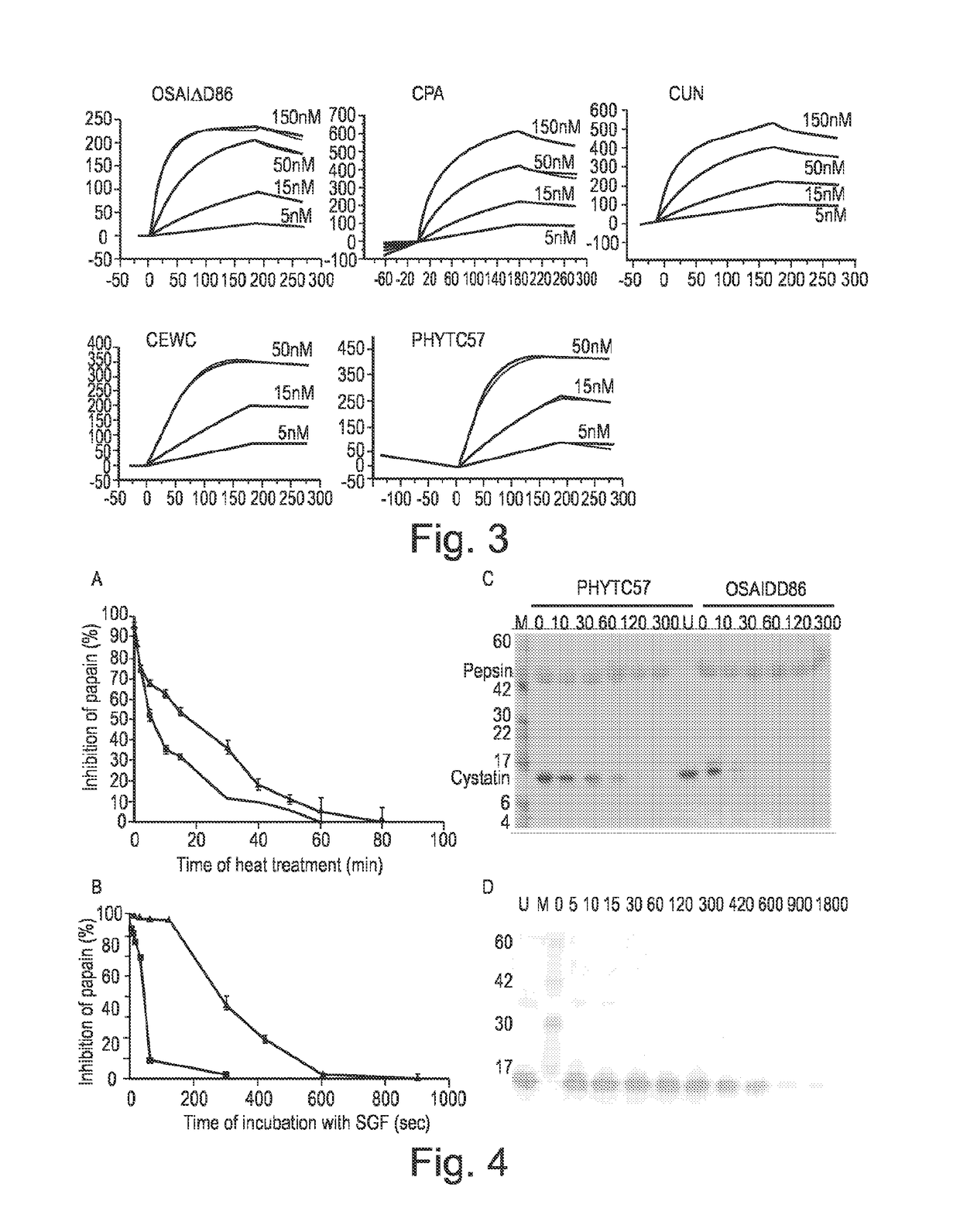 Scaffold proteins derived from plant cystatins