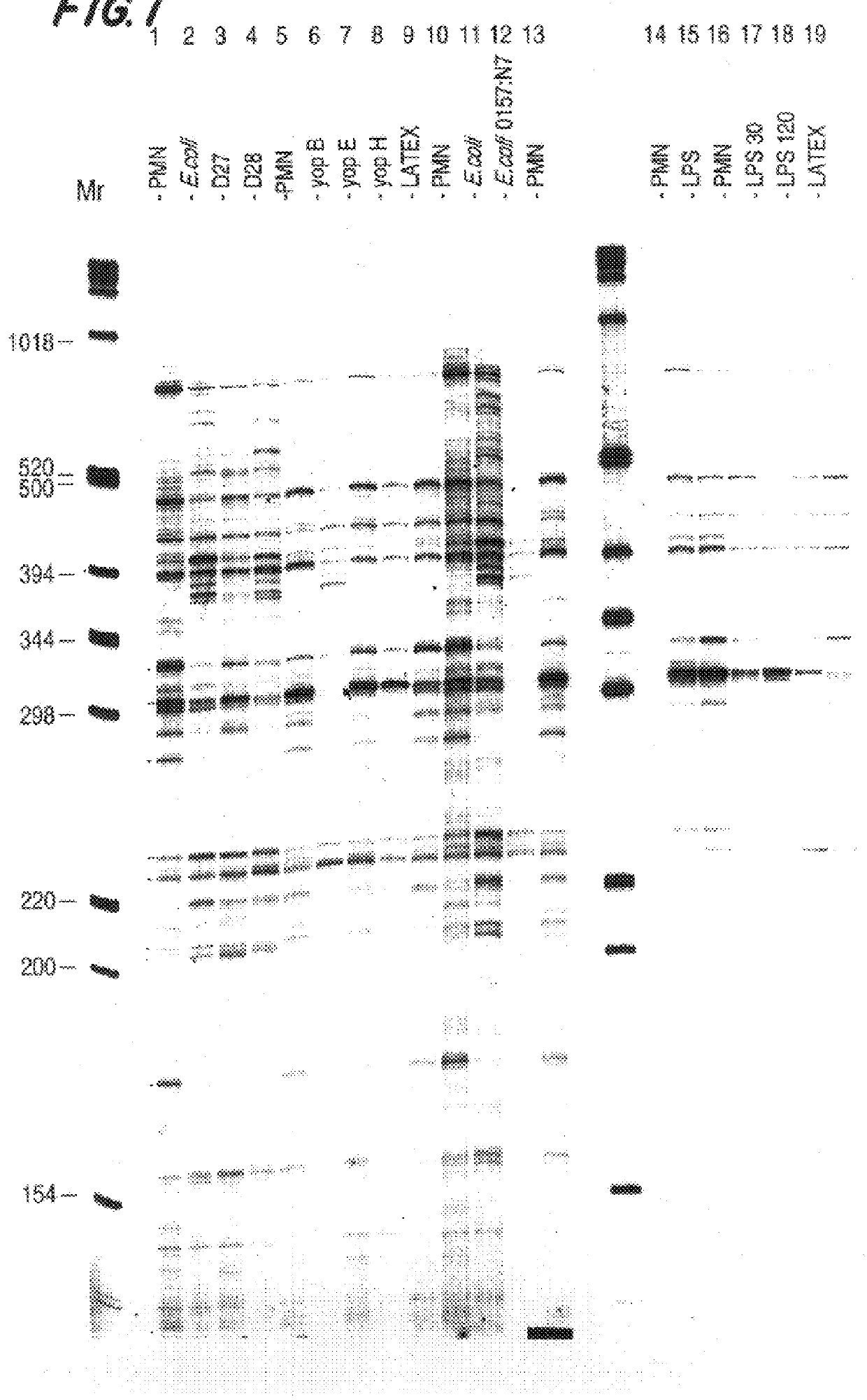 Process to study changes in gene expression in granulocytic cells