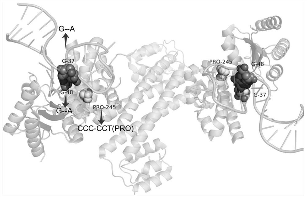 A method for mapping macromolecular complex structures to genome and mutation databases