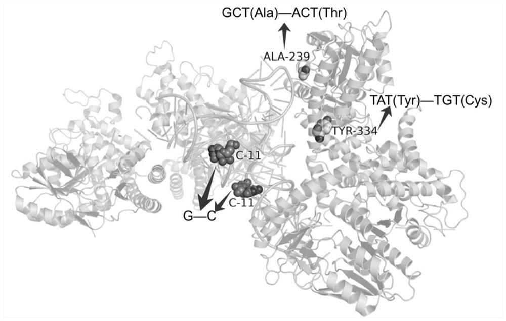 A method for mapping macromolecular complex structures to genome and mutation databases