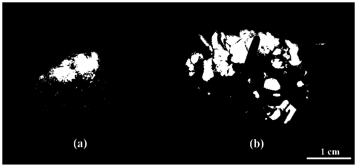 Tissue culture method of lycoris incarnata