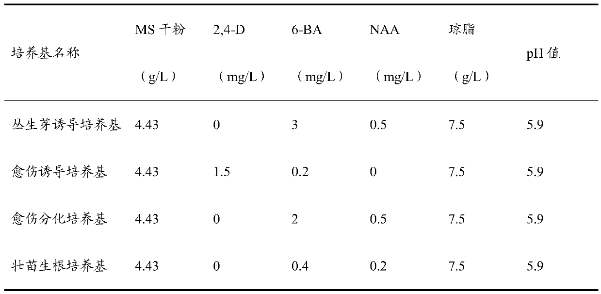 Tissue culture method of lycoris incarnata